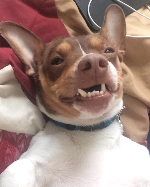 /Images/uploads/Humane Society of Lackawanna County/LoveYourPet/entries/9675thumb.jpg